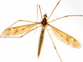 Tipula fulvipennis